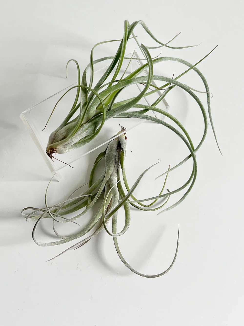 Tillandsia Baileyi x Streptophylla