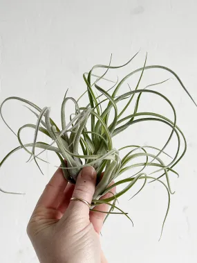 Tillandsia Baileyi x Streptophylla