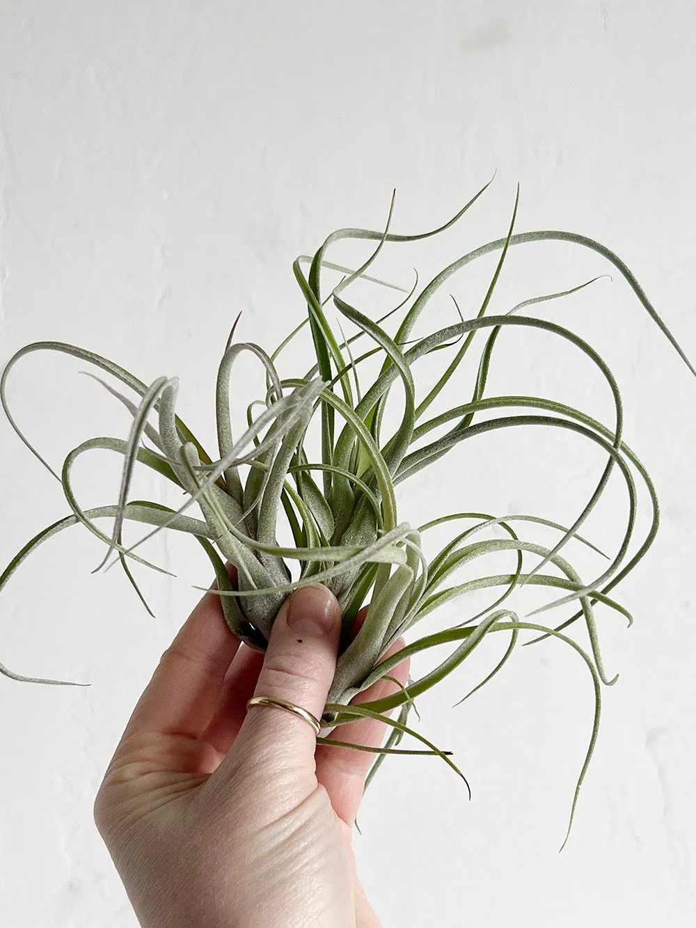 Tillandsia Baileyi x Streptophylla