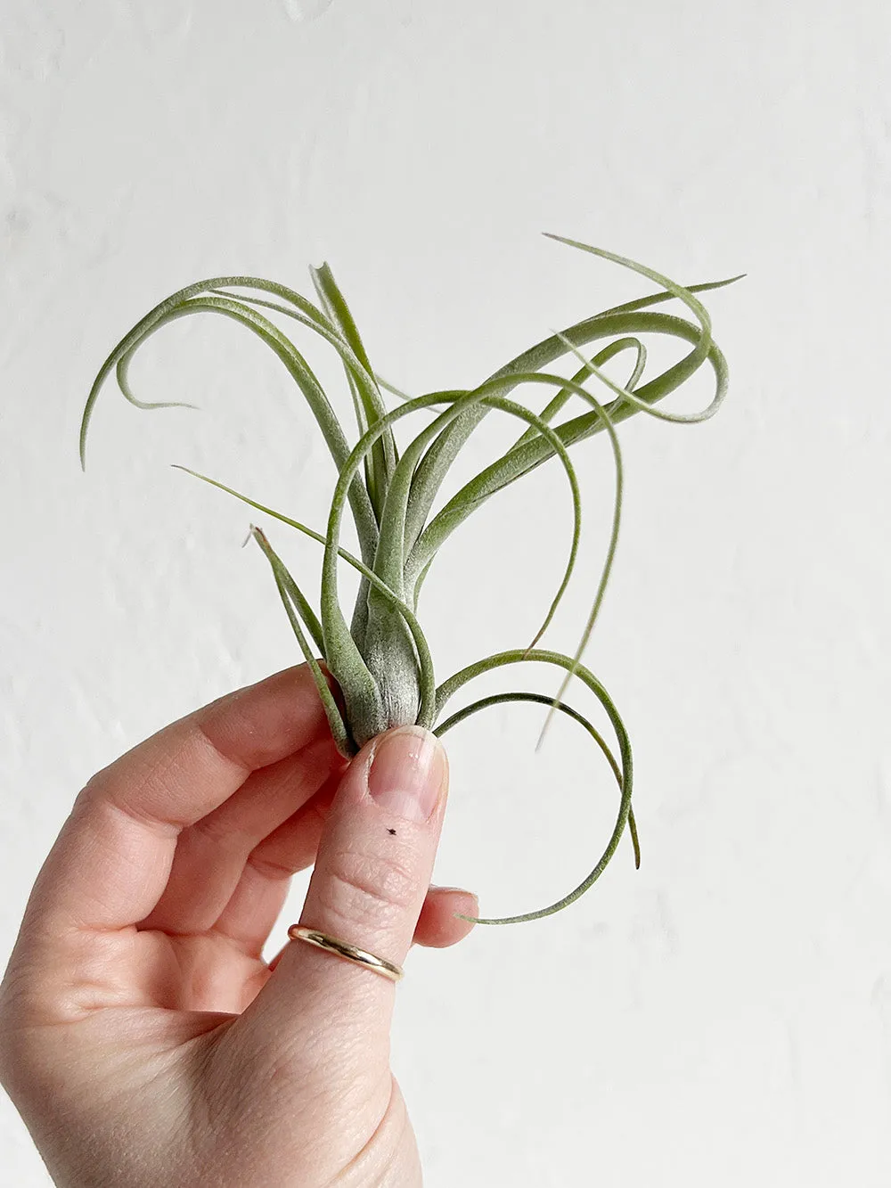 Tillandsia Baileyi x Streptophylla